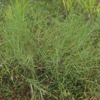 Panicum repens L.