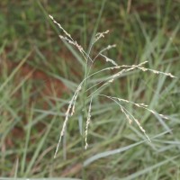 Panicum repens L.