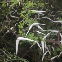 Vachellia eburnea (L.f.) P.J.H.Hurter & Mabb.