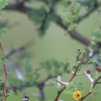 Vachellia eburnea (L.f.) P.J.H.Hurter & Mabb.