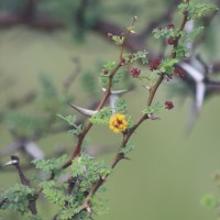 Vachellia eburnea (L.f.) P.J.H.Hurter & Mabb.