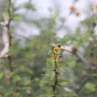 Vachellia eburnea (L.f.) P.J.H.Hurter & Mabb.