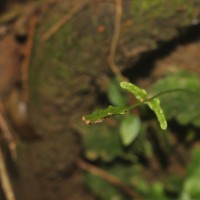 Tectaria zeilanica  (Houtt.) Sledge