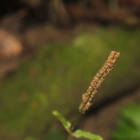 Tectaria zeilanica  (Houtt.) Sledge