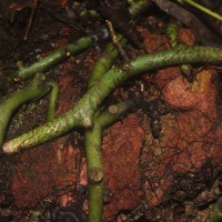 Microsorum scolopendria  (Burm.f) Copel.