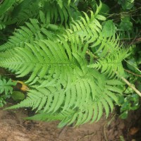 Christella dentata  (Forssk.) Brownsey & Jermy