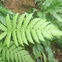 Christella dentata  (Forssk.) Brownsey & Jermy