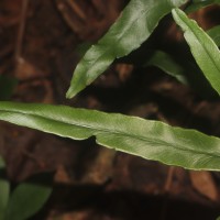 Lindsaea ensifolia  Sw.