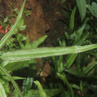 Lindsaea ensifolia  Sw.