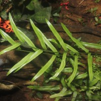 Lindsaea ensifolia  Sw.