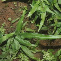 Lindsaea ensifolia  Sw.