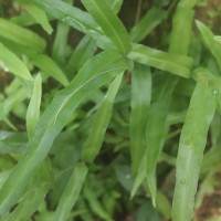 Lindsaea ensifolia  Sw.