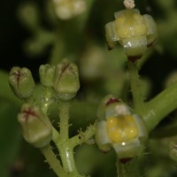 Cyphostemma setosum (Roxb.) Alston