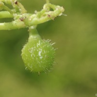 Cyphostemma setosum (Roxb.) Alston