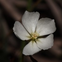 Drosera lunata Buch.-Ham. ex DC.