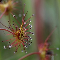 Drosera lunata Buch.-Ham. ex DC.