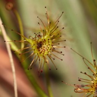 Drosera lunata Buch.-Ham. ex DC.