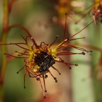 Drosera lunata Buch.-Ham. ex DC.