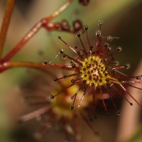 Drosera lunata Buch.-Ham. ex DC.