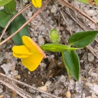 Zornia diphylla (L.) Pers.