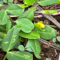 Zornia diphylla (L.) Pers.