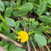 Zornia diphylla (L.) Pers.