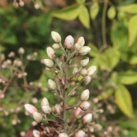 Nandina domestica Thunb.