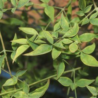 Nandina domestica Thunb.