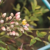 Nandina domestica Thunb.