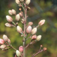 Nandina domestica Thunb.