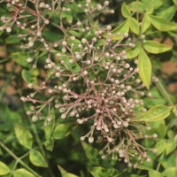 Nandina domestica Thunb.