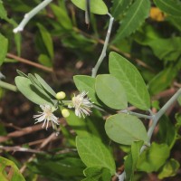 Capparis sepiaria L.