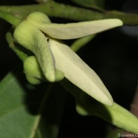 Annona reticulata L.