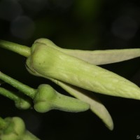 Annona reticulata L.