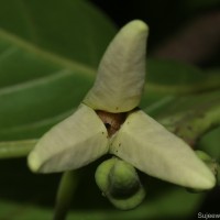 Annona reticulata L.