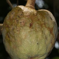 Annona reticulata L.