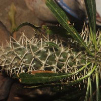 Pachypodium sp.