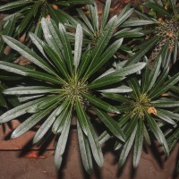 Pachypodium sp.