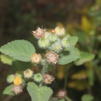 Sida cordifolia L.