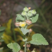 Sida cordifolia L.