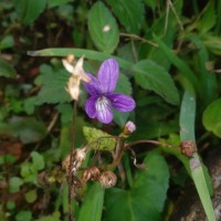 Viola betonicifolia Sm.