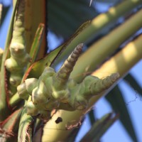 Borassus flabellifer L.