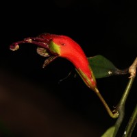 Aeschynanthus ceylanicus Gardner