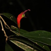 Aeschynanthus ceylanicus Gardner