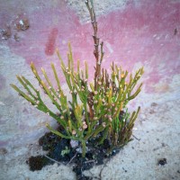 Psilotum nudum  (L.) P.Beauv.