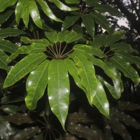 Schefflera exaltata (Thwaites) Frodin