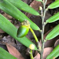 Pothos parvispadix Nicolson