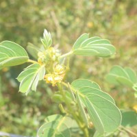 Senna uniflora (Mill.) H.S.Irwin & Barneby