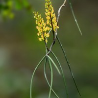 Cleisostomopsis filiformis (Rchb.f.) R.Rice