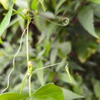 Zehneria bodinieri (H.Lév.) W.J.de Wilde & Duyfjes